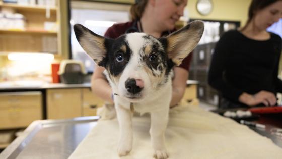 bug bite pet safety