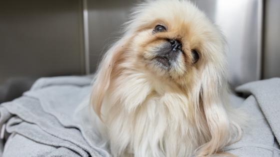 emergency plan for pets