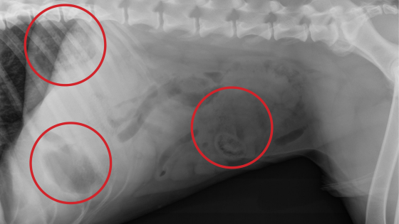 corn cob pet dangers