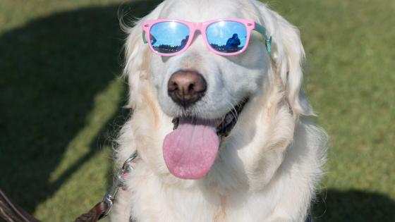 pet hot car safety