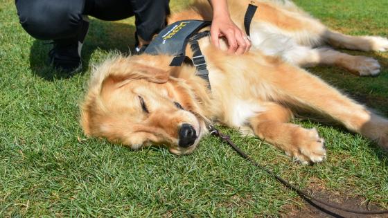 summer pet toxins