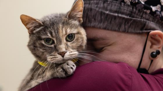 pets with cancer