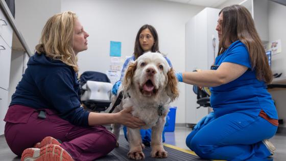 pet neuro