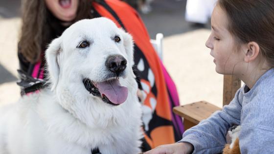 fall pet safety tips