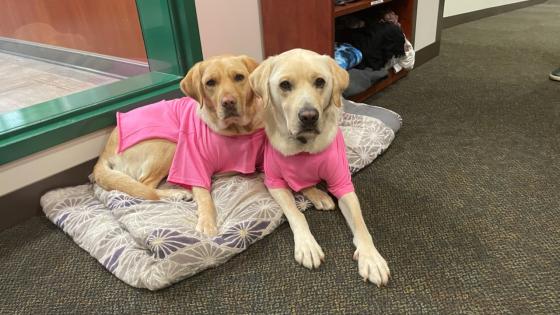 pet back to school changes