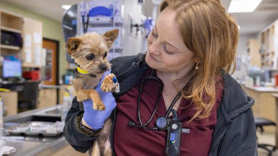 pet cancer myths