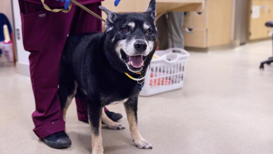 pet cancer Portland Oregon