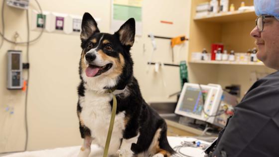 pet rehab