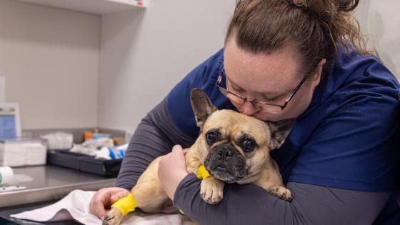 pet oncology