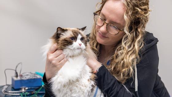chemo for pets