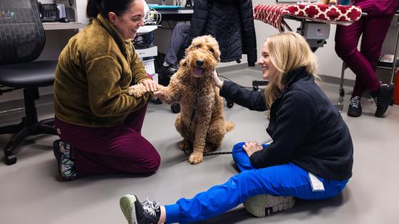 portland pet cancer care