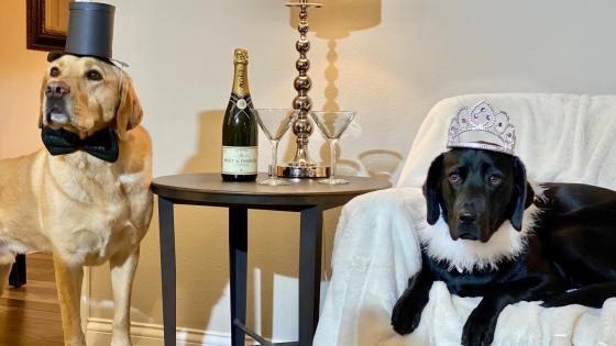 new years pet safety