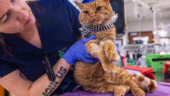 cat vet portland oregon