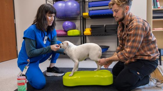 indoor games for pets