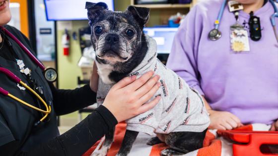 blood bank for animals