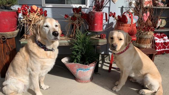 valentine's day pet safety