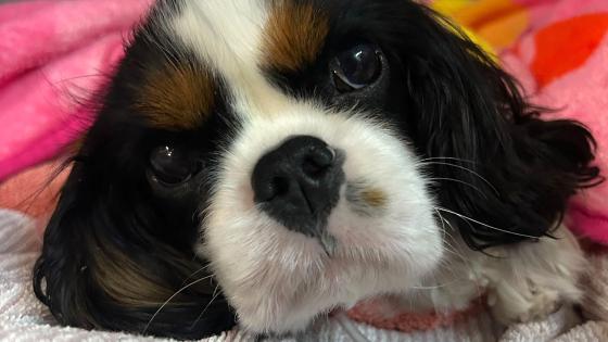 dog internal medicine specialist portland