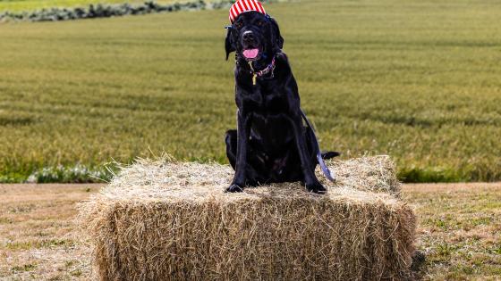 fourth of july pet safety
