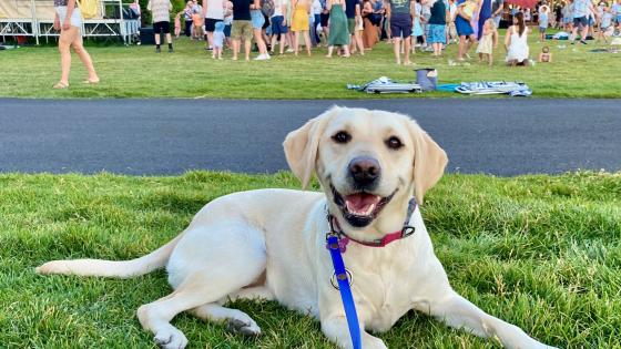 back to school pet stress