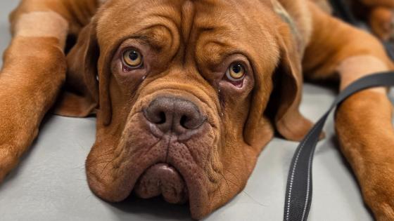 4th of july pet safety