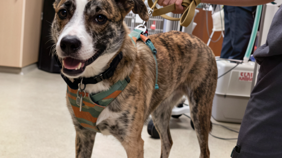 foxtail pet safety