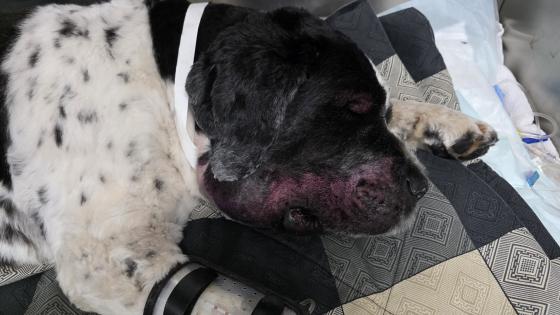 snake bite pet safety