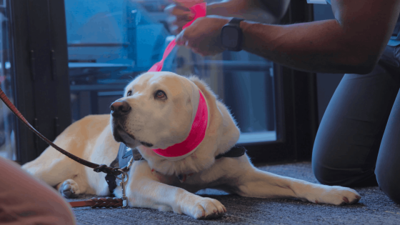 pet first aid training