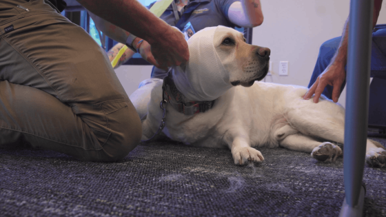 K9 pet first aid