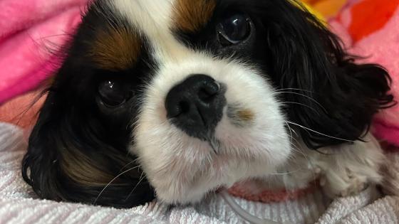 dog pneumonia