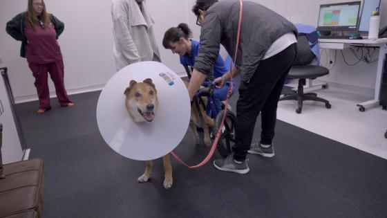 dog walks again