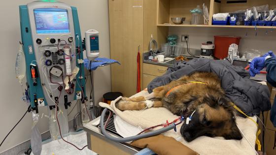 medication ingestion dog