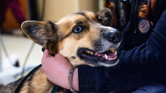dog limping vet