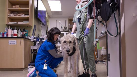 dog knee surgery