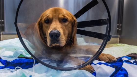 dog fracture