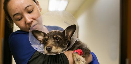 DoveLewis - Emergency and Specialty Veterinary Animal Hospital