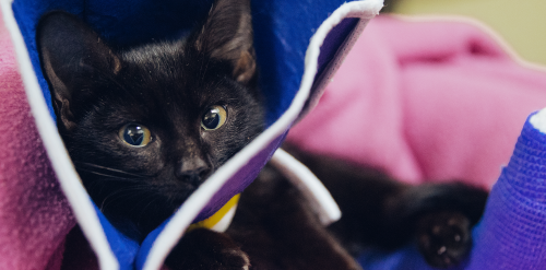 Specialty Care for Pets in Portland - Contact Us