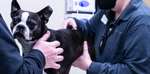 Animal Dermatology and Neurology Portland