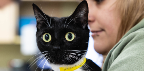 Urgent Care for Dogs and Cats Portland
