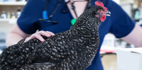Veterinary Care for Chickens Portland