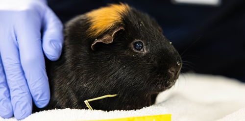 Veterinary Care for Guinea Pigs Portland