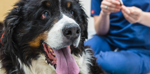 Pain Management for Pets