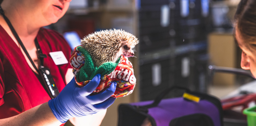 Veterinary Care for Exotic Animals Portland