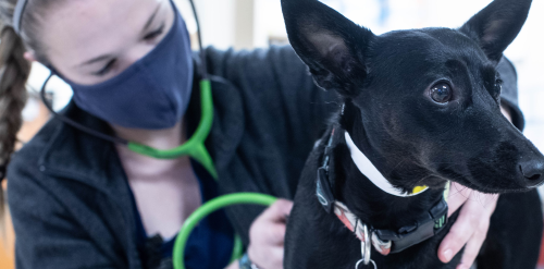 Portland Veterinarian ER