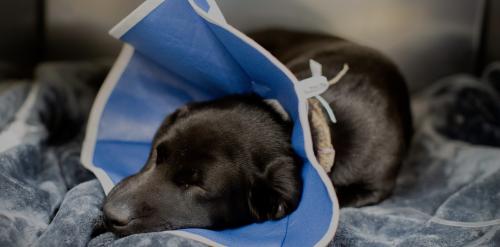 canine respiratory disease