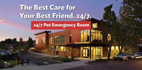 Animal hospital portland