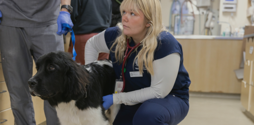 veterinary openings