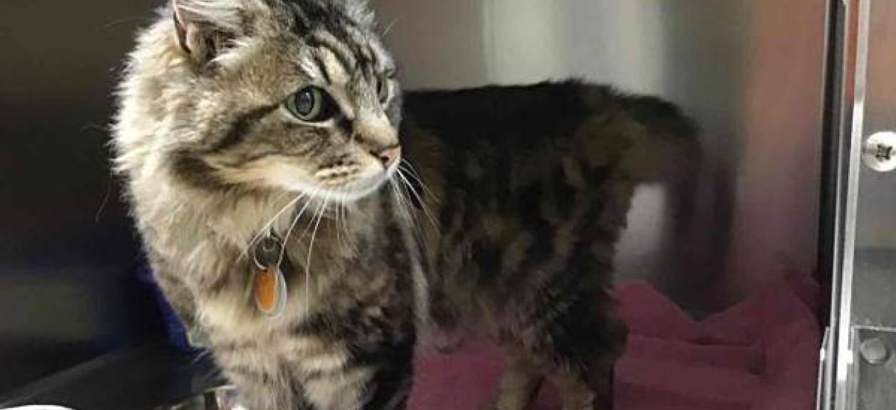 Brown Domestic Long Hair Tabby | DoveLewis