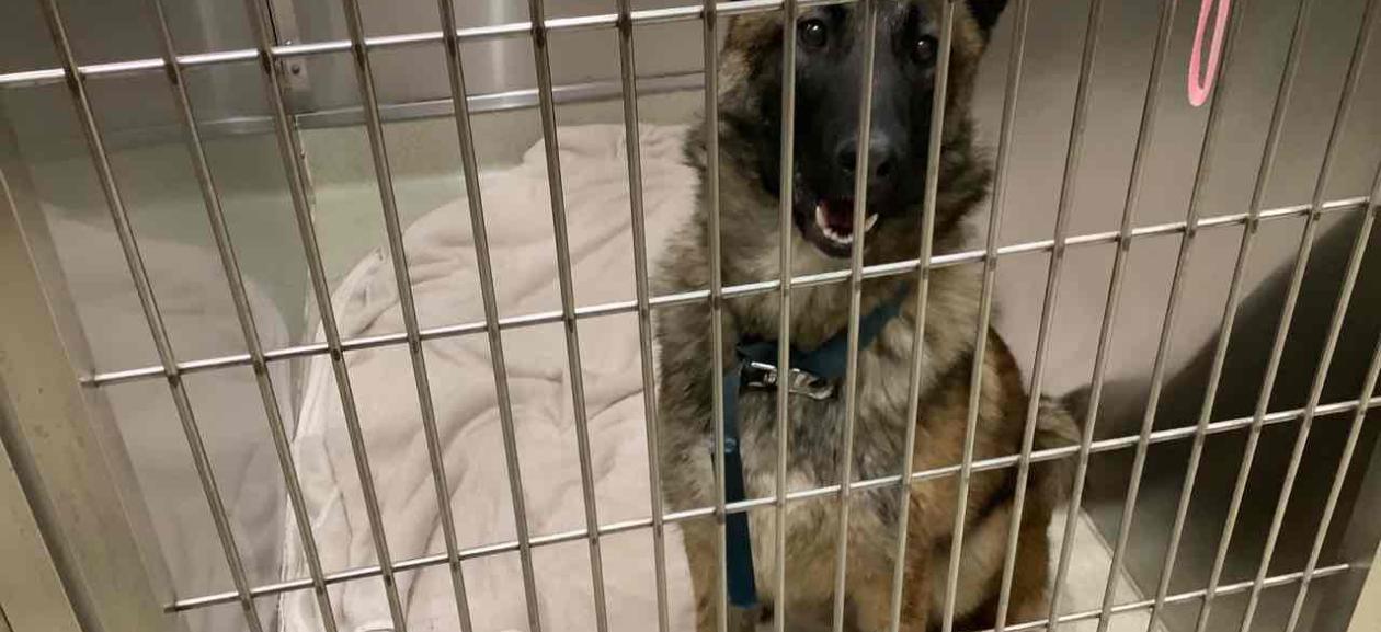 Found Pet Portland