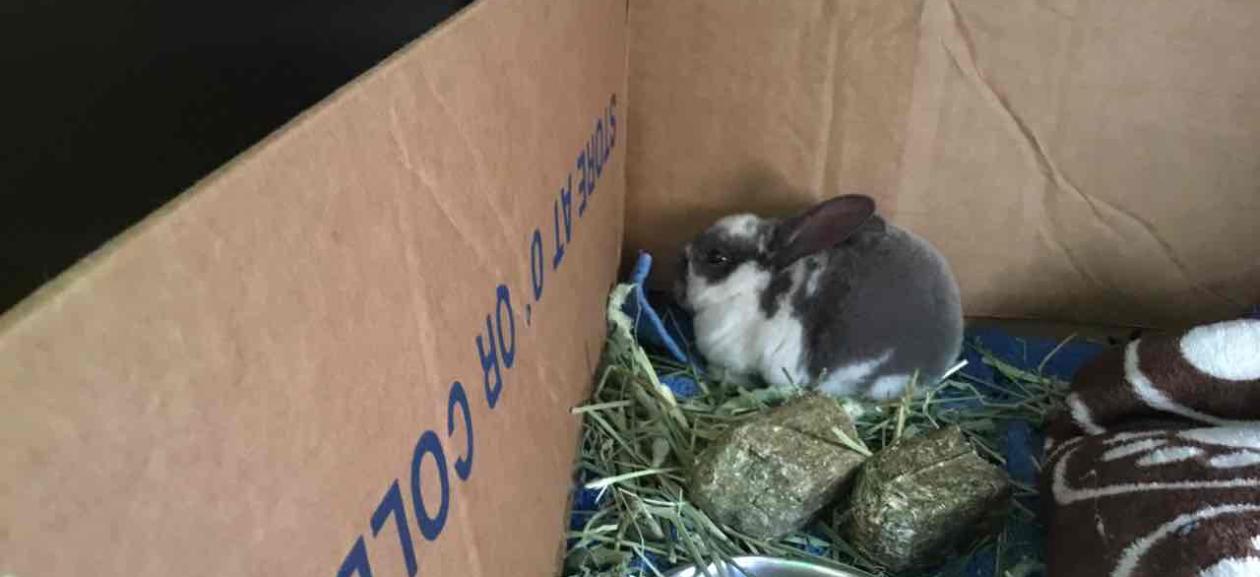 Lost Pet Gray & White Baby Bunny DoveLewis