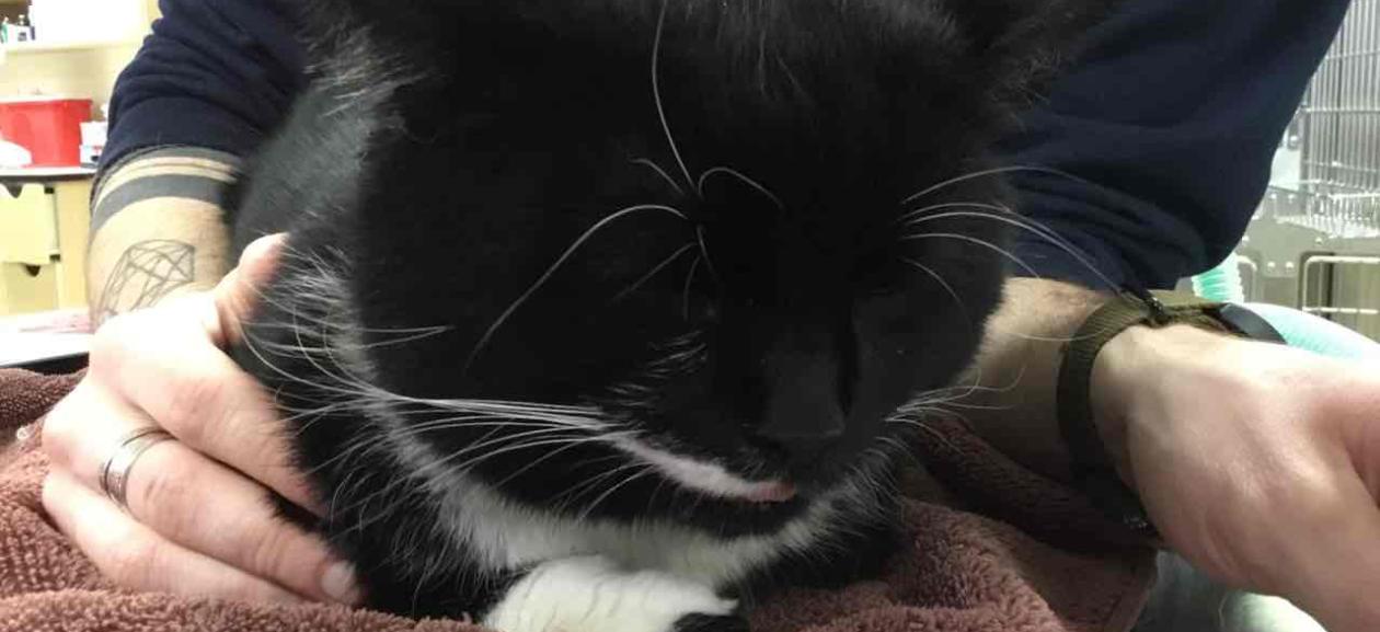 FOUND CAT male adult black and white DSH CGD1158